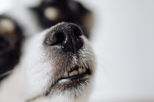 Capturing Your Dog's Unique Nose Print: A Step-by-Step Guide
